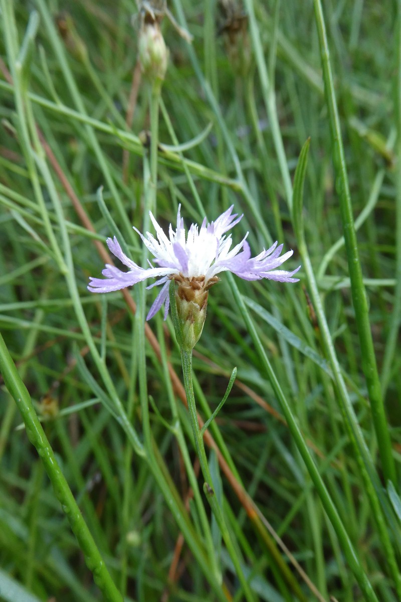 Centaurea jacea subsp. dracunculifolia