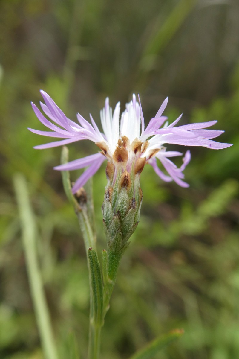 Centaurea jacea subsp. dracunculifolia photo 2
