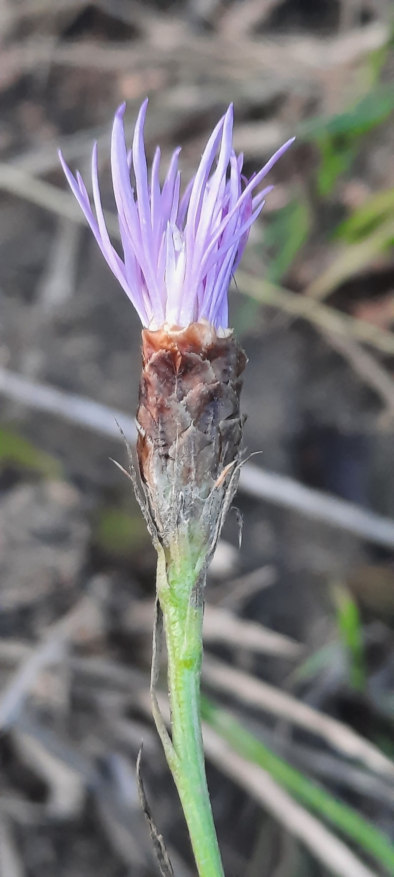 Centaurea jacea subsp. dracunculifolia photo 3