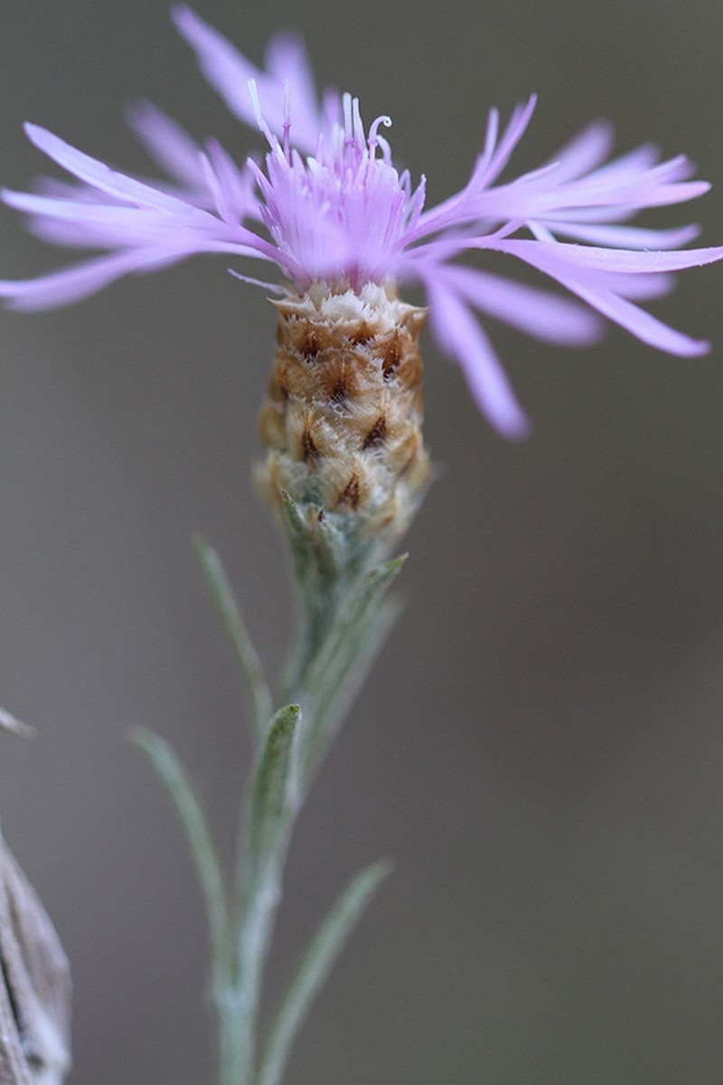 Centaurea jacea subsp. dracunculifolia photo 4