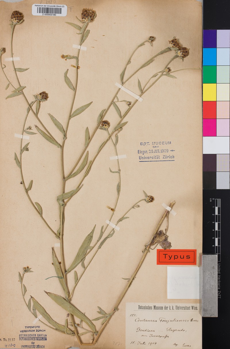 Centaurea jacea subsp. forojuliensis