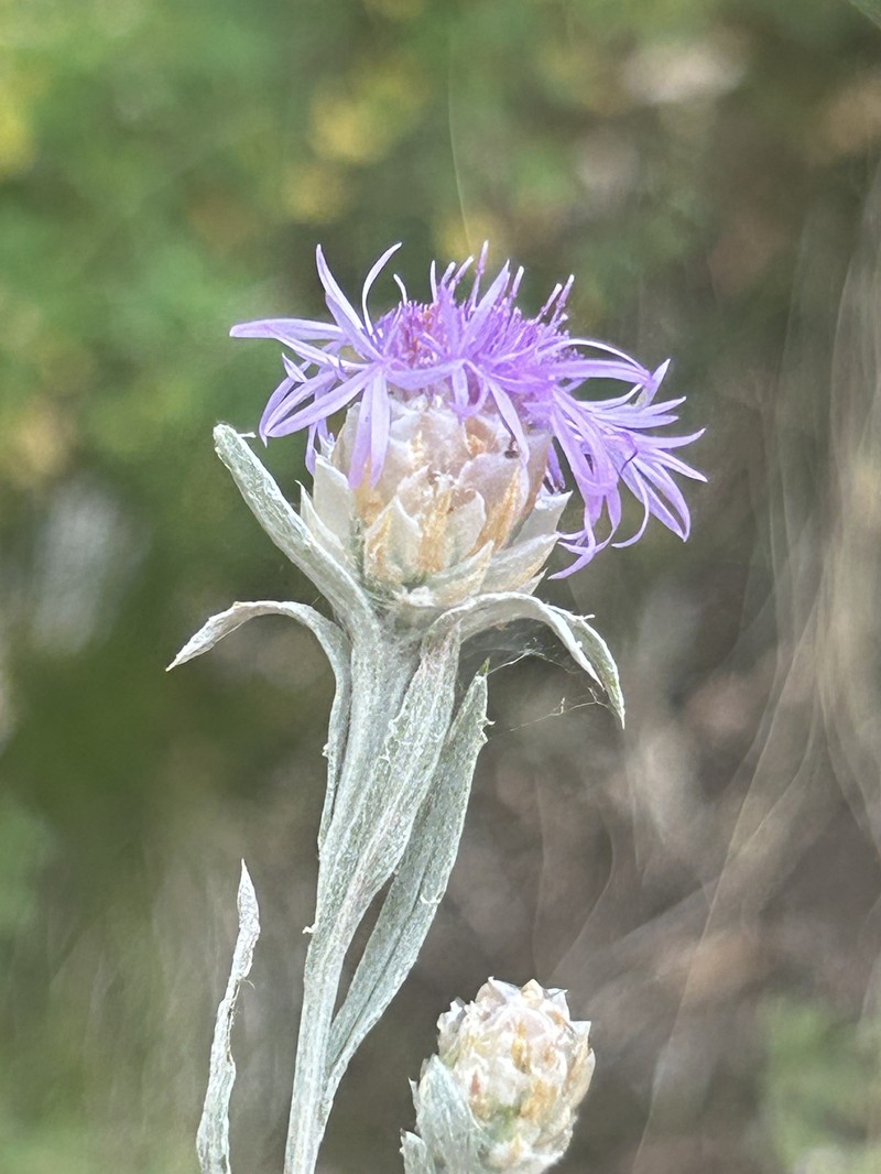 Centaurea jacea subsp. gaudinii