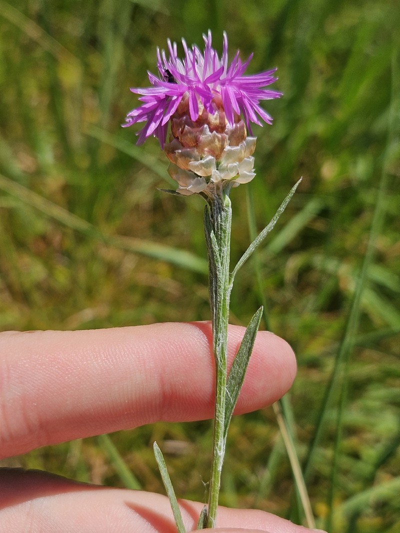 Centaurea jacea subsp. gaudinii photo 2