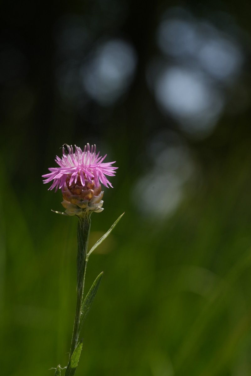 Centaurea jacea subsp. gaudinii photo 3