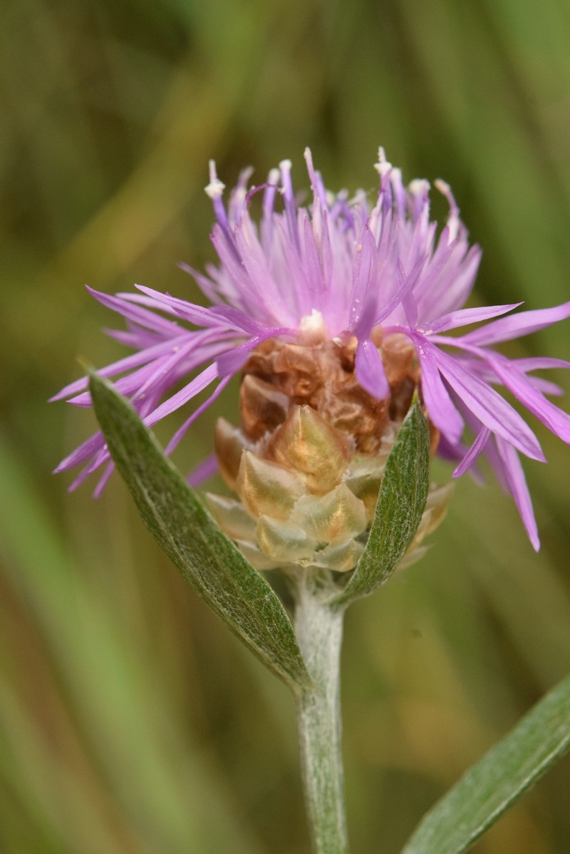 Centaurea jacea subsp. gaudinii photo 4