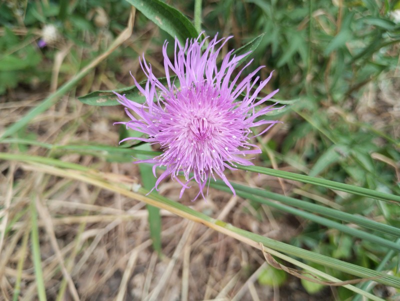 Centaurea jacea subsp. jacea