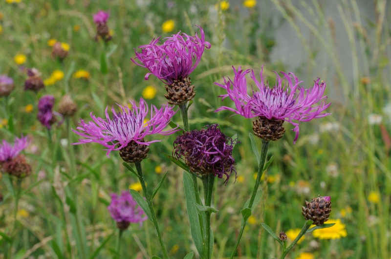 Centaurea jacea subsp. jacea photo 2