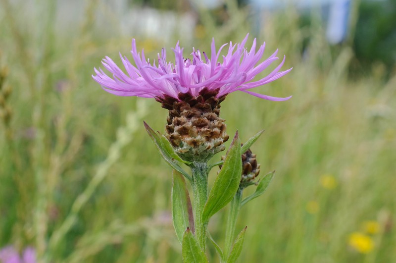 Centaurea jacea subsp. jacea photo 3