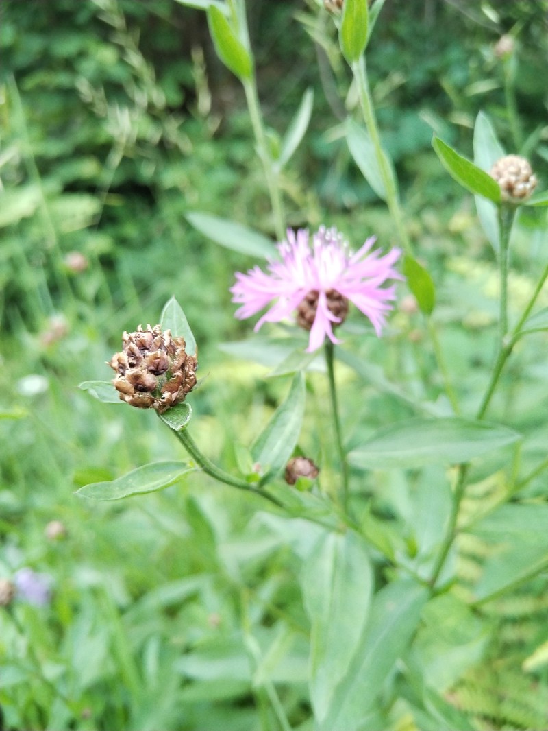 Centaurea jacea subsp. julica