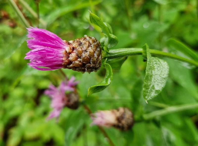 Centaurea jacea subsp. julica photo 2