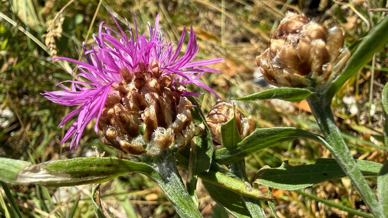 Centaurea jacea subsp. julica photo 3