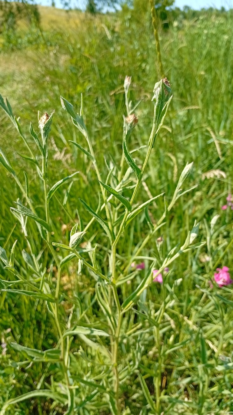 Centaurea jacea subsp. substituta