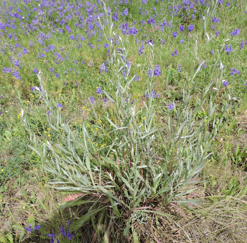 Centaurea jacea subsp. substituta photo 2