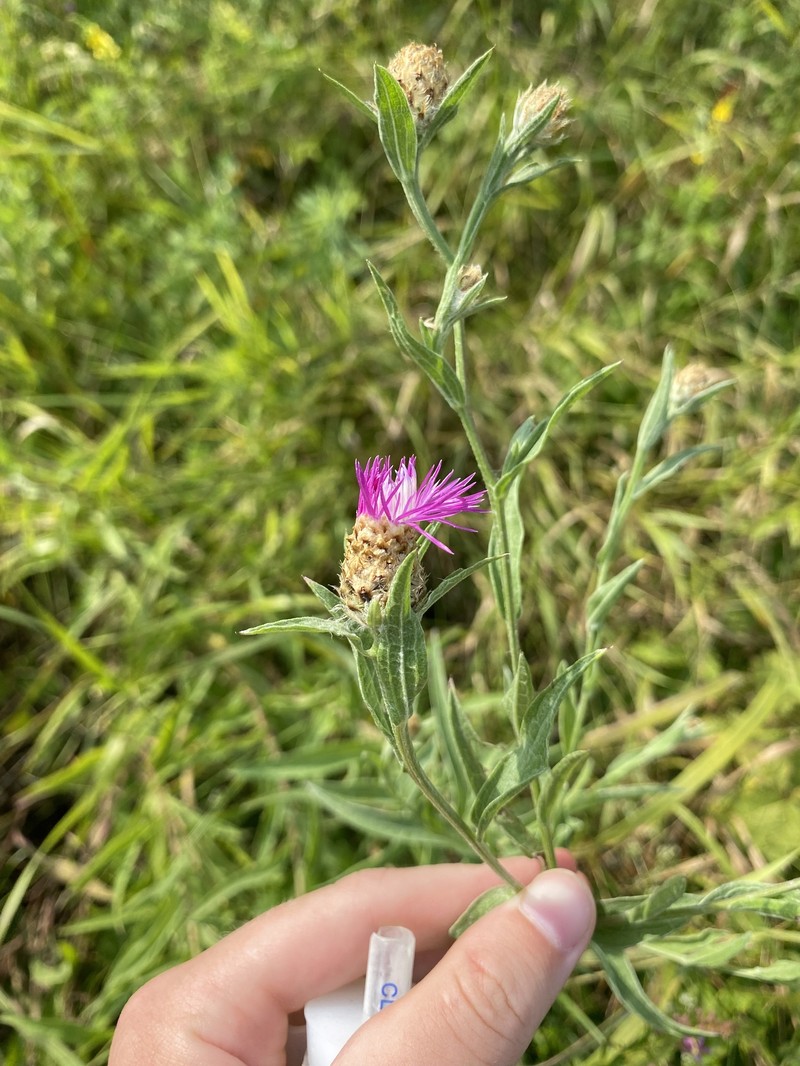Centaurea jacea subsp. substituta photo 3