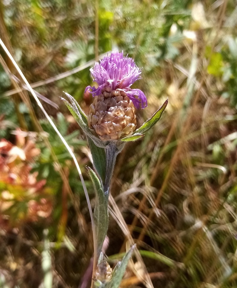 Centaurea jacea subsp. substituta photo 4