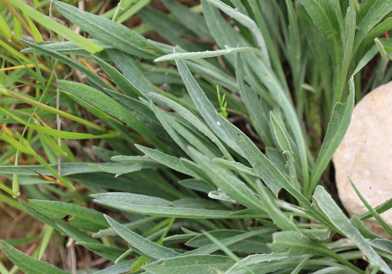Centaurea jacea subsp. timbalii