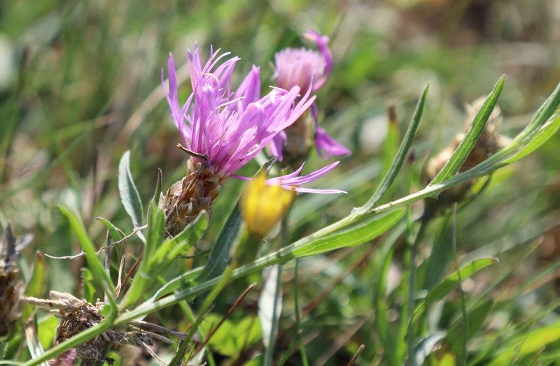 Centaurea jacea subsp. timbalii photo 2