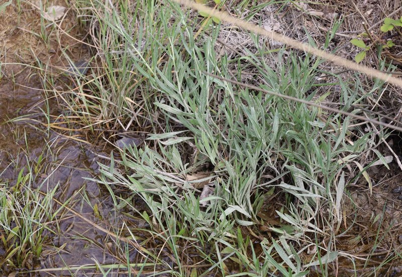 Centaurea jacea subsp. timbalii photo 3