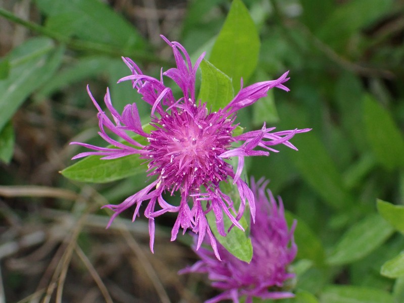 Centaurea jacea subsp. timbalii photo 4