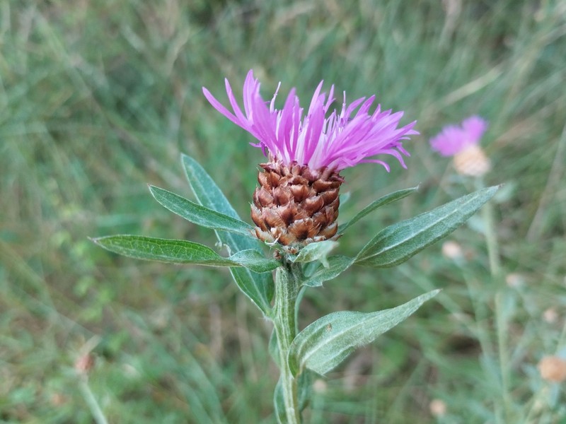 Centaurea jacea subsp. vinyalsii