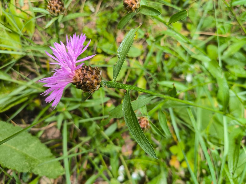Centaurea jacea subsp. vinyalsii photo 2