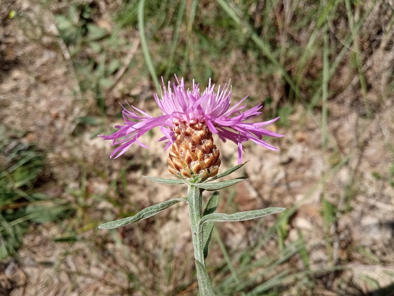 Centaurea jacea subsp. vinyalsii photo 4