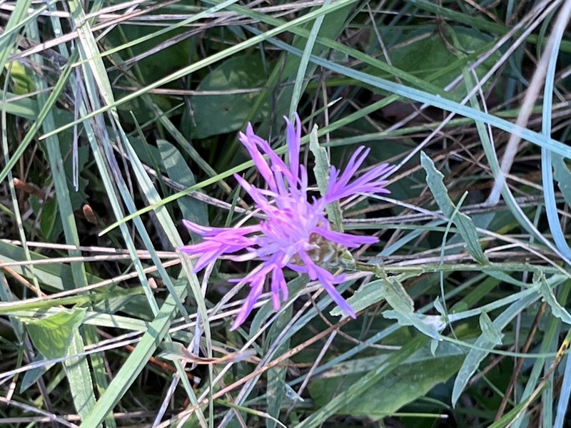 Centaurea jacea subsp. weldeniana
