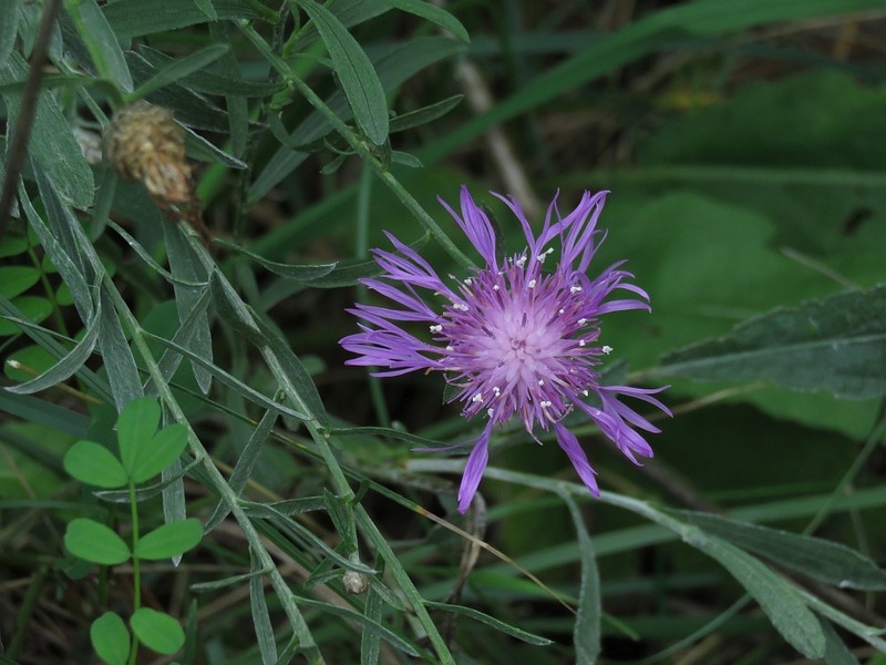 Centaurea jacea subsp. weldeniana photo 2