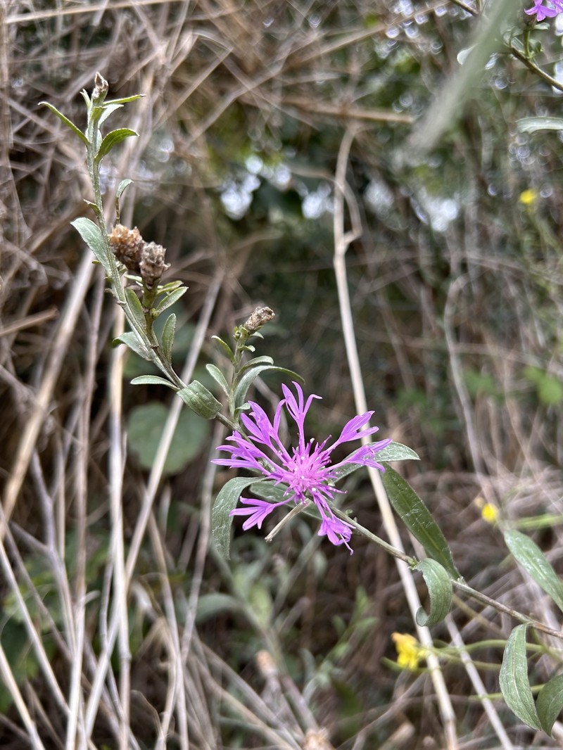 Centaurea jacea subsp. weldeniana photo 3