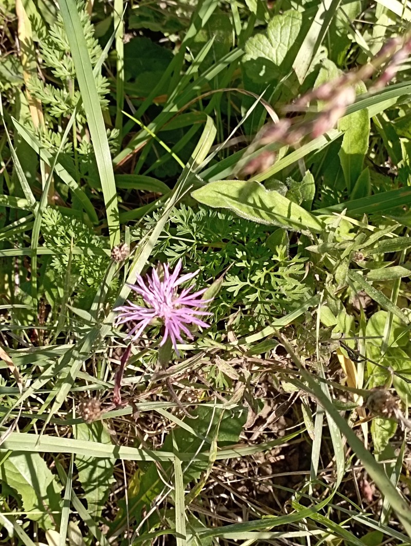 Centaurea jacea subsp. weldeniana photo 4