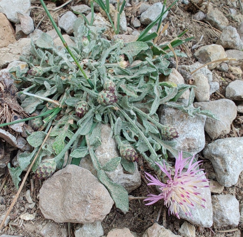 Centaurea jaennensis