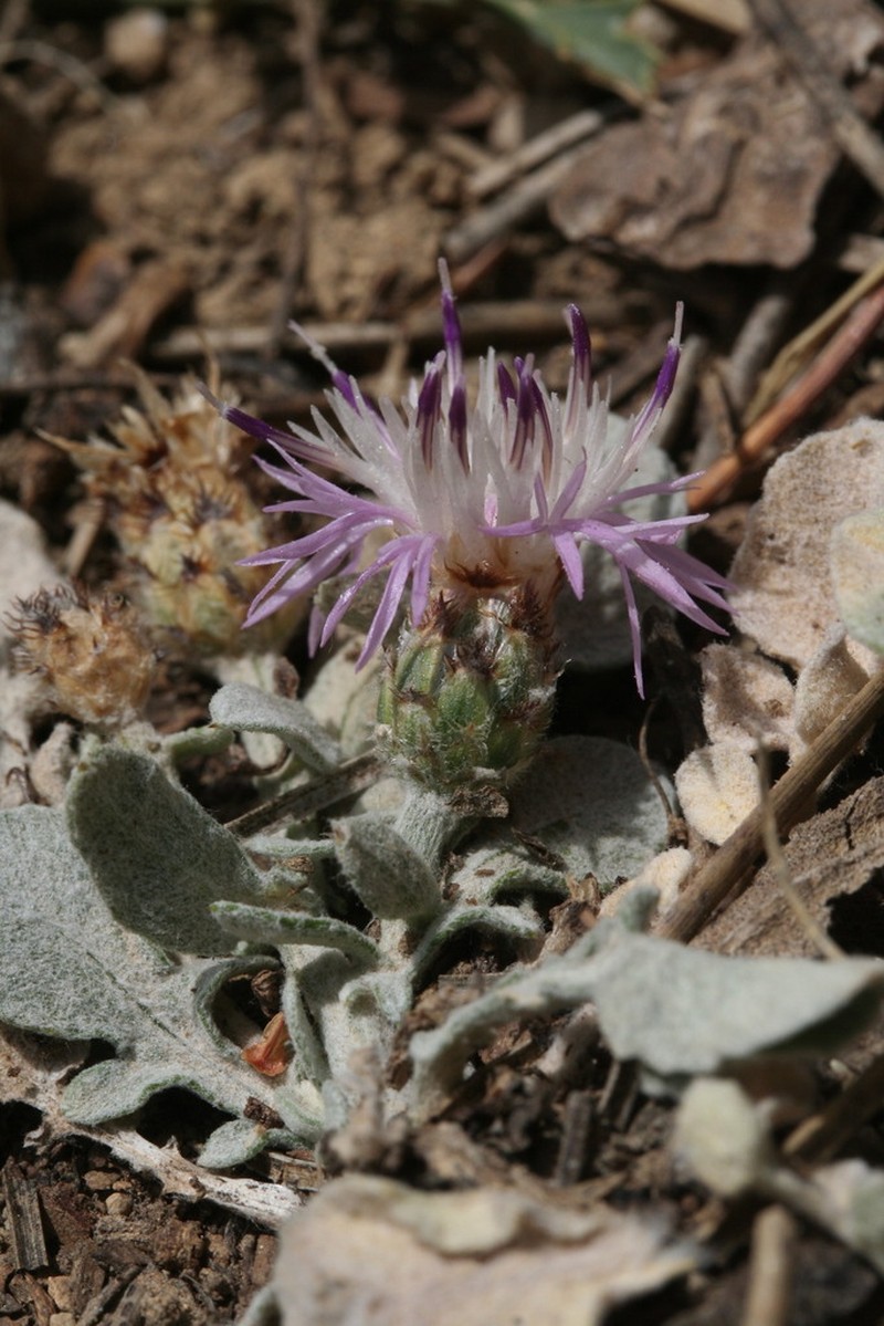Centaurea jaennensis photo 2