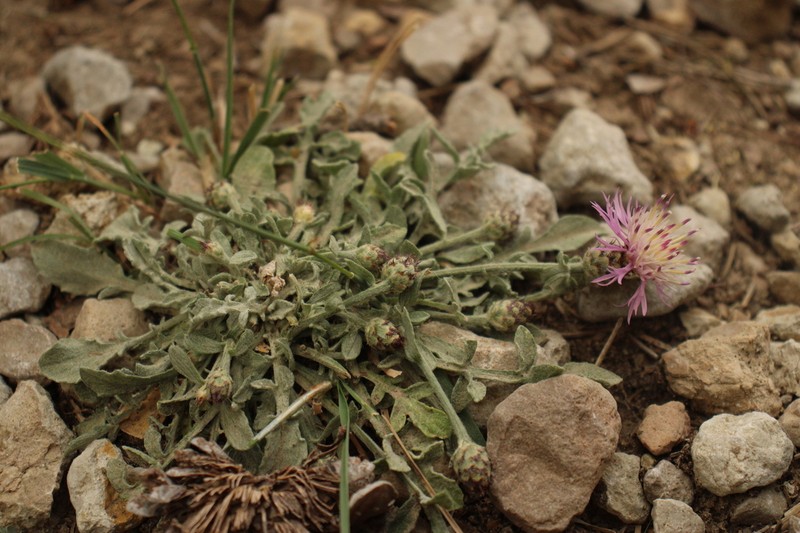 Centaurea jaennensis photo 3
