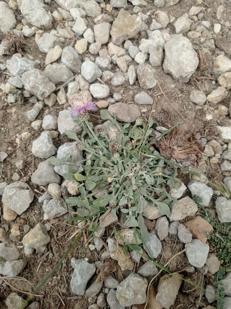 Centaurea jaennensis photo 4