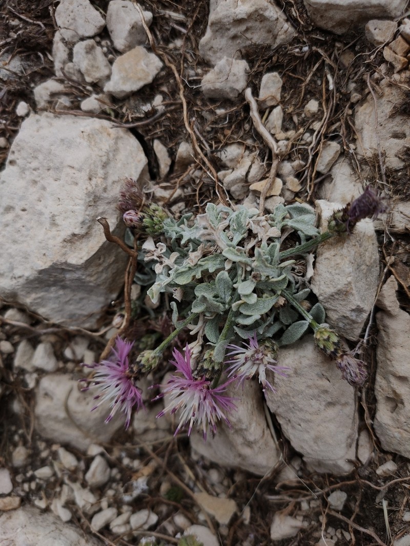 Centaurea jaennensis photo 5