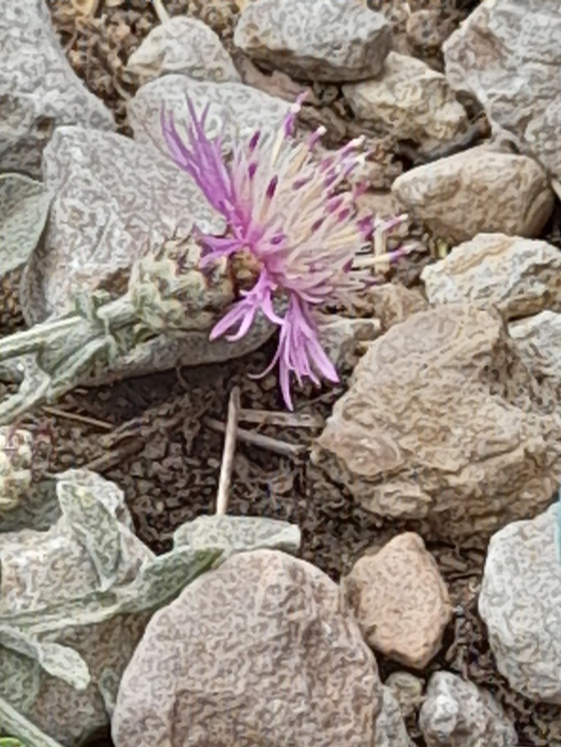Centaurea jaennensis photo 6