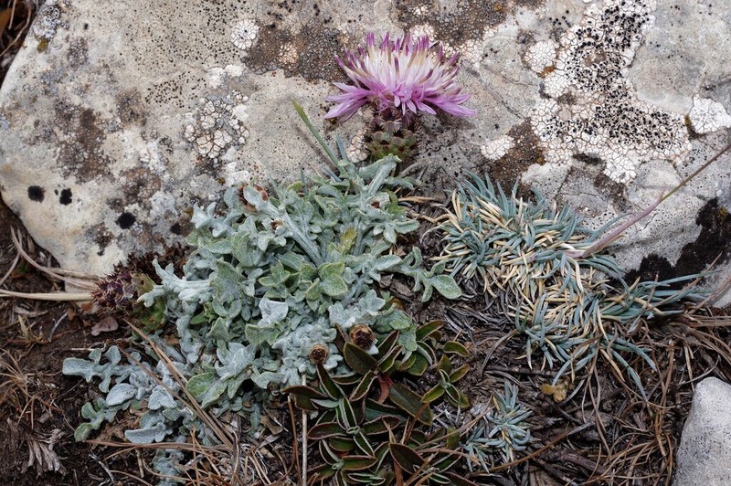 Centaurea jaennensis photo 8