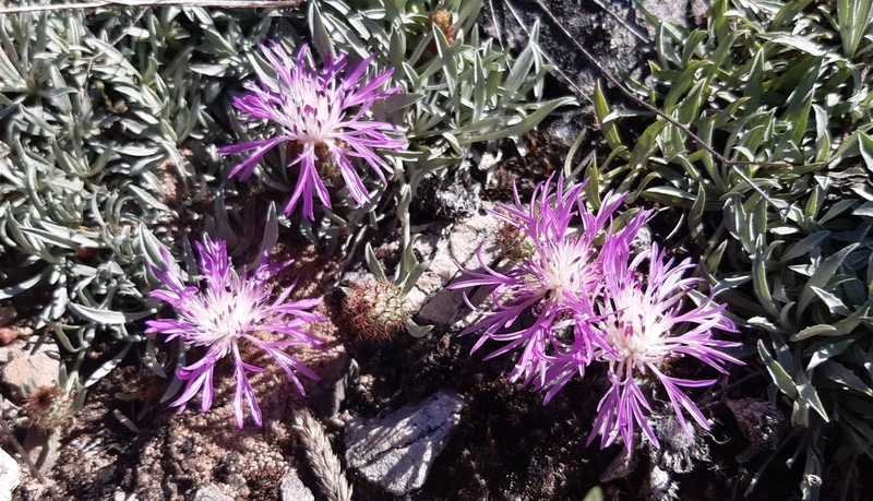Centaurea janeri
