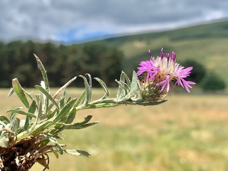 Centaurea janeri photo 2