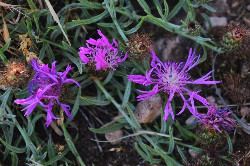 Centaurea janeri photo 3