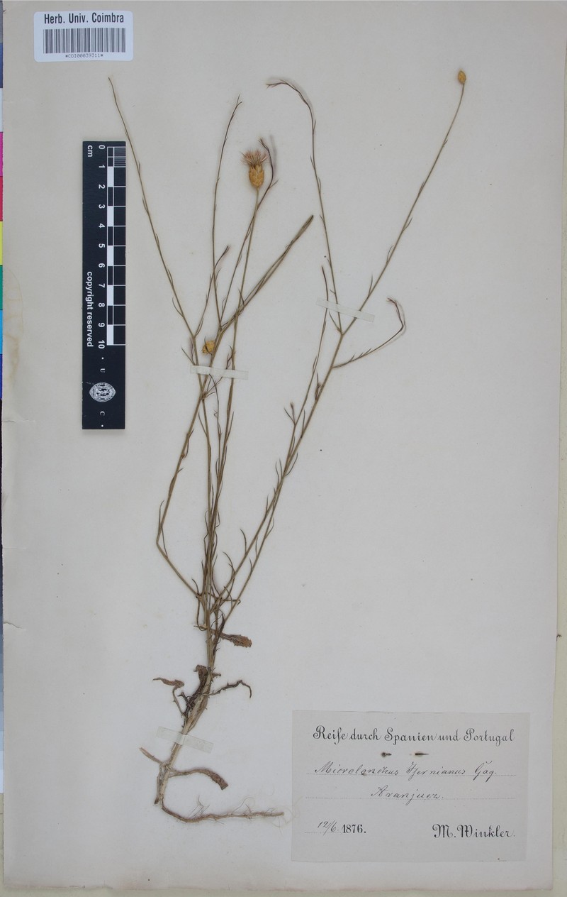 Centaurea janeri photo 5