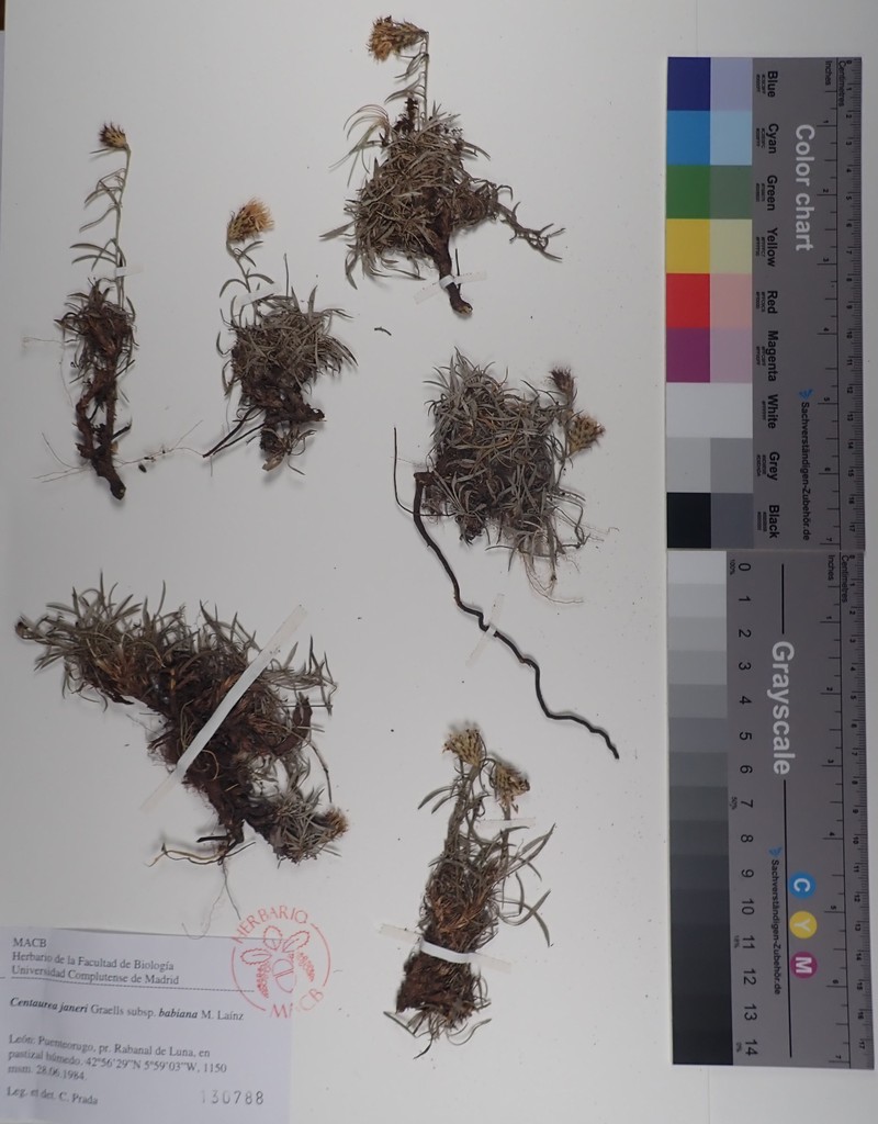 Centaurea janeri subsp. babiana