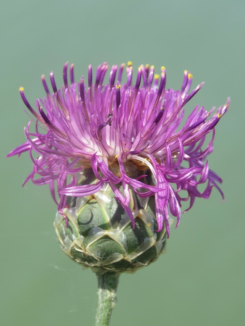 Centaurea jankae