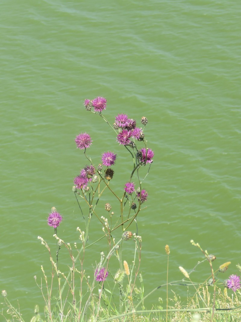 Centaurea jankae photo 5