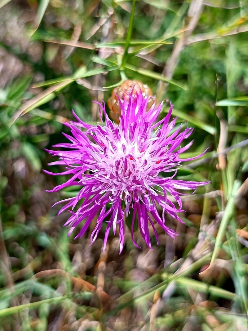 Centaurea japygica photo 2