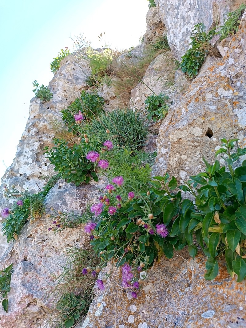 Centaurea japygica photo 3