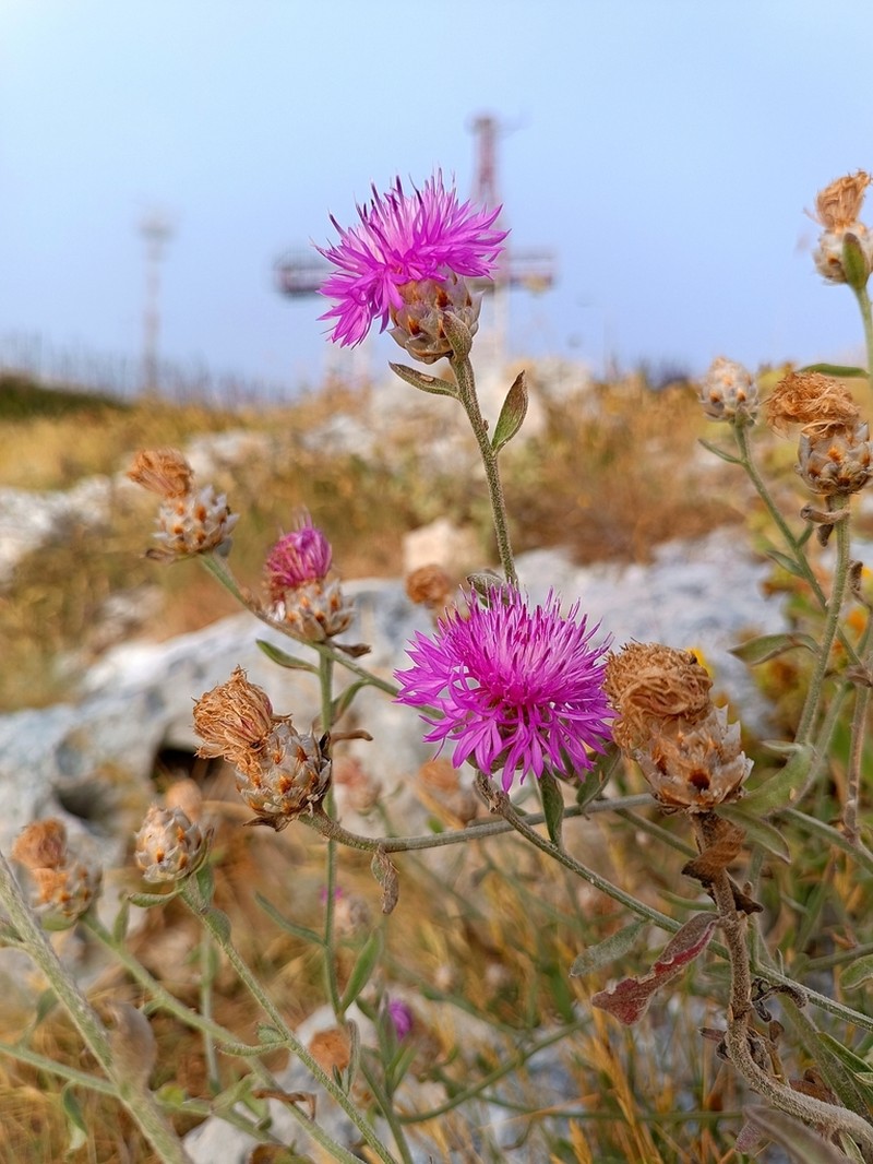 Centaurea japygica photo 6