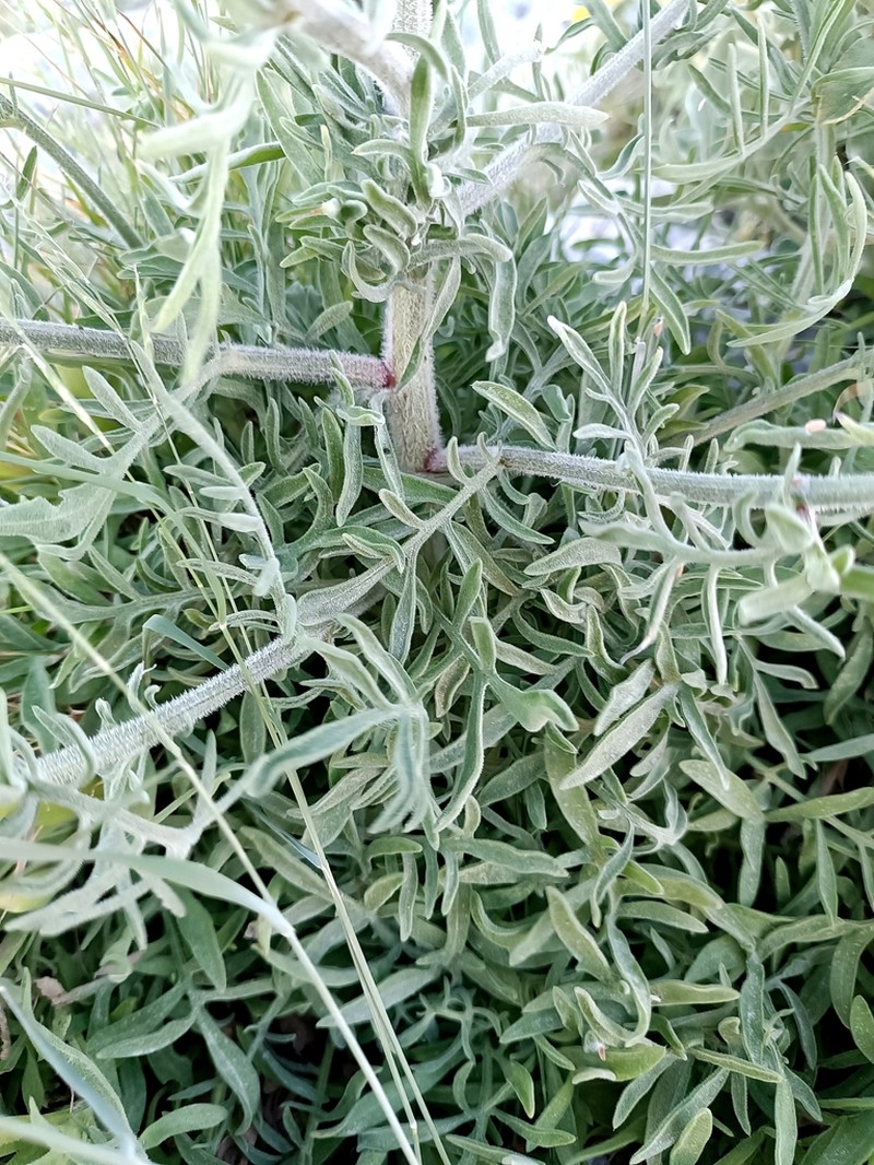 Centaurea japygica photo 8