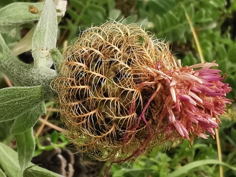 Centaurea jordaniana