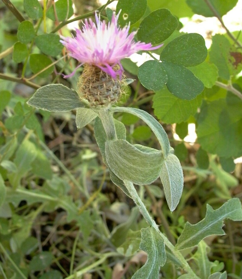 Centaurea jordaniana photo 2